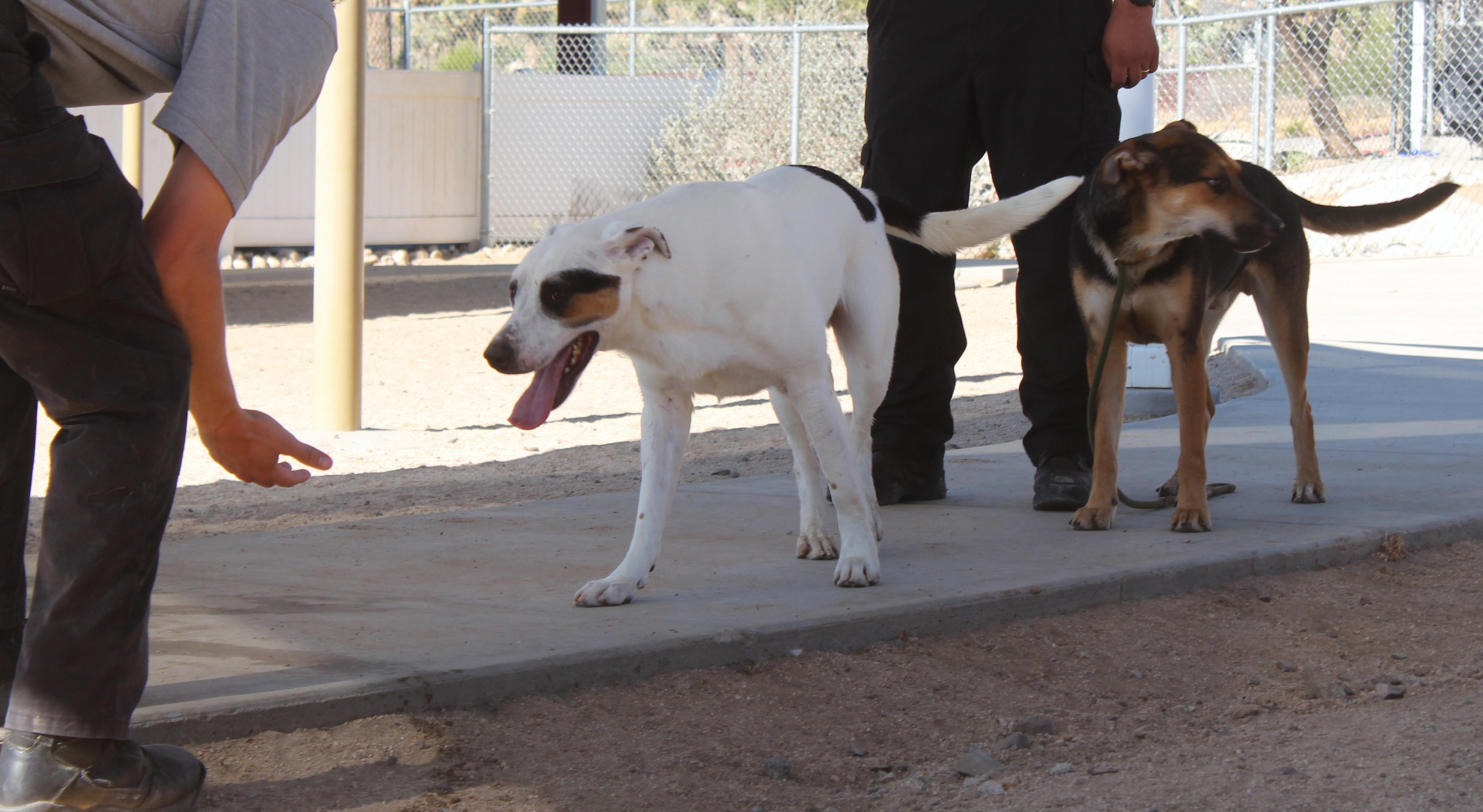 Enlarge Tom, a Adoptable mixed breed in Yucca Valley, CA image 3/6