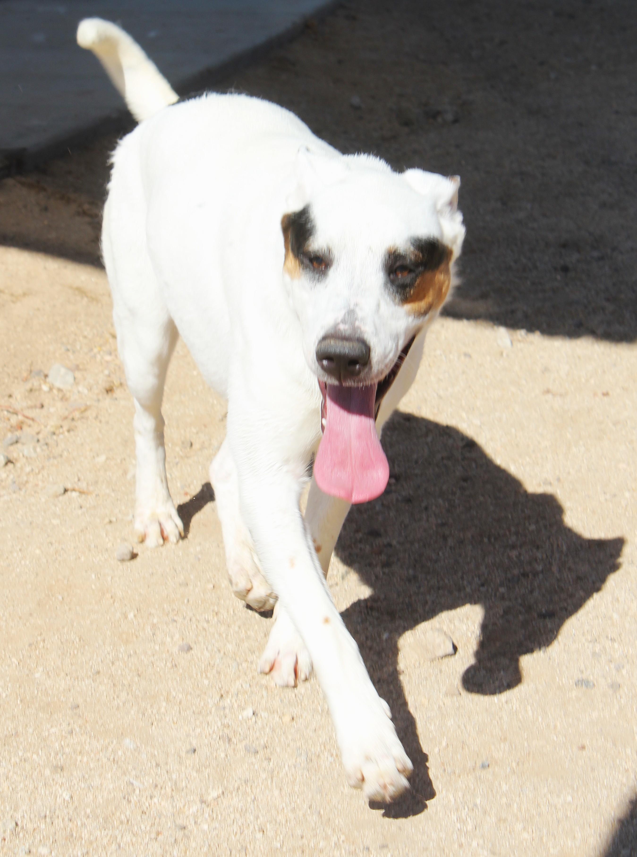 Enlarge Tom, a Adoptable mixed breed in Yucca Valley, CA image 2/6