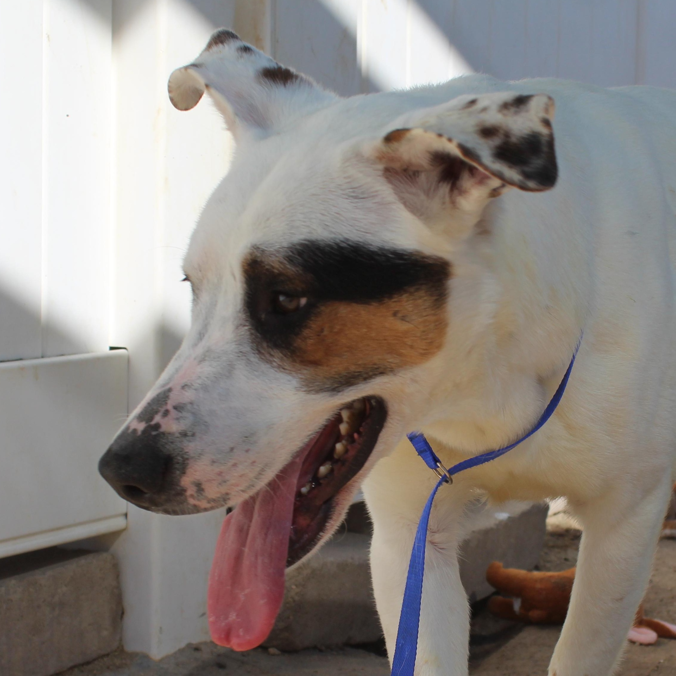 Enlarge Tom, a Adoptable mixed breed in Yucca Valley, CA image 1/3