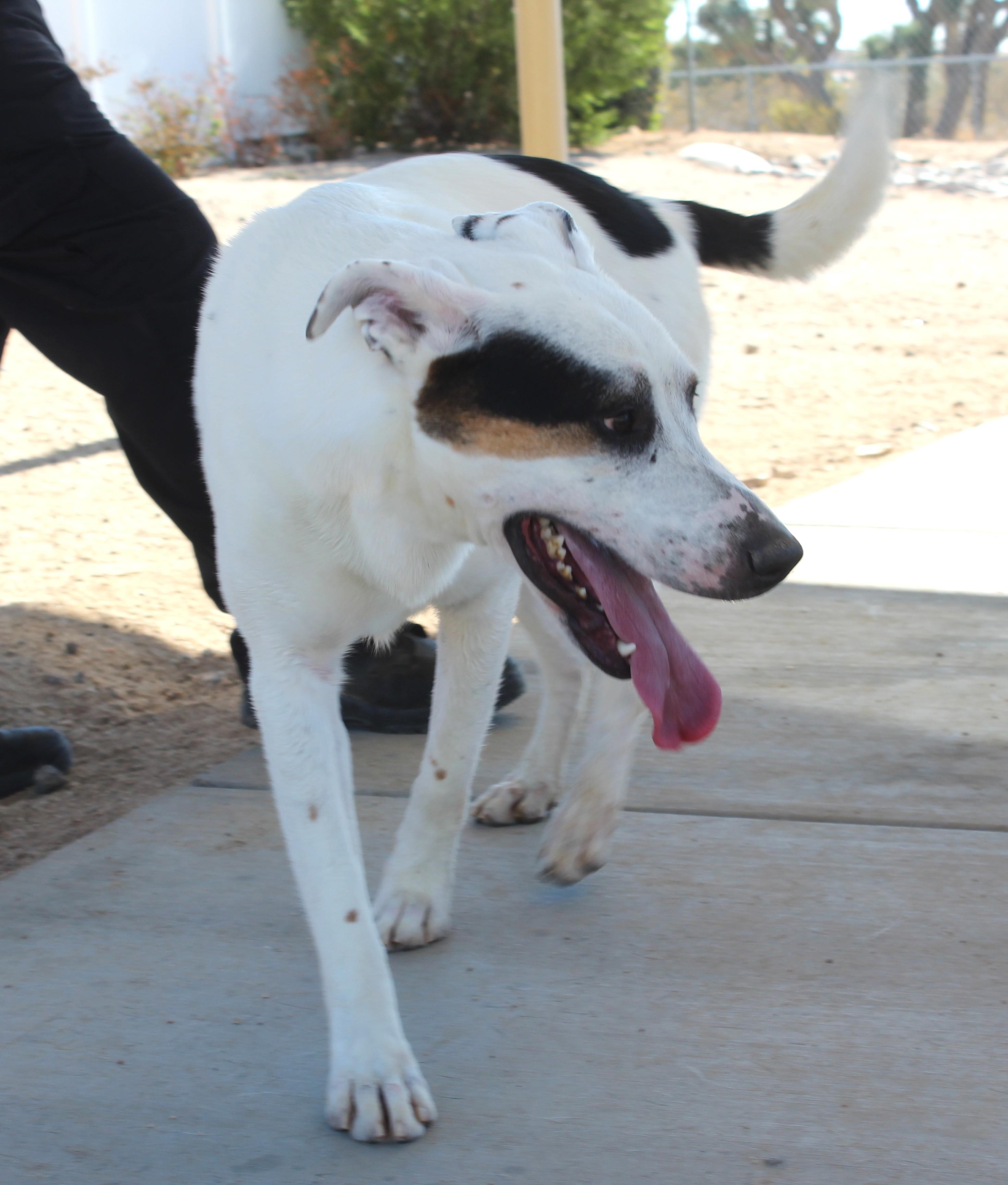 Enlarge Tom, a Adoptable mixed breed in Yucca Valley, CA image 5/6
