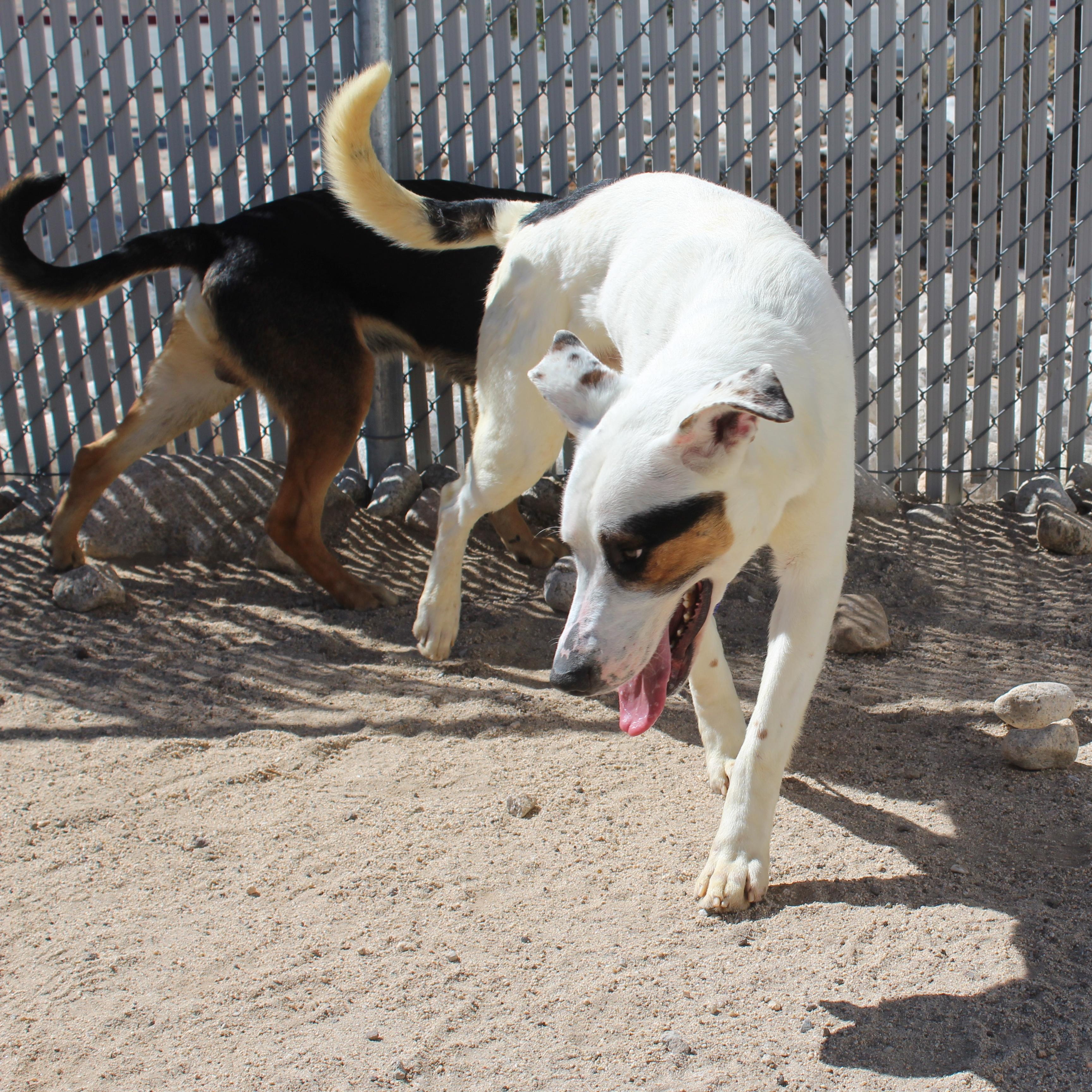 Enlarge Tom, a Adoptable mixed breed in Yucca Valley, CA image 3/3