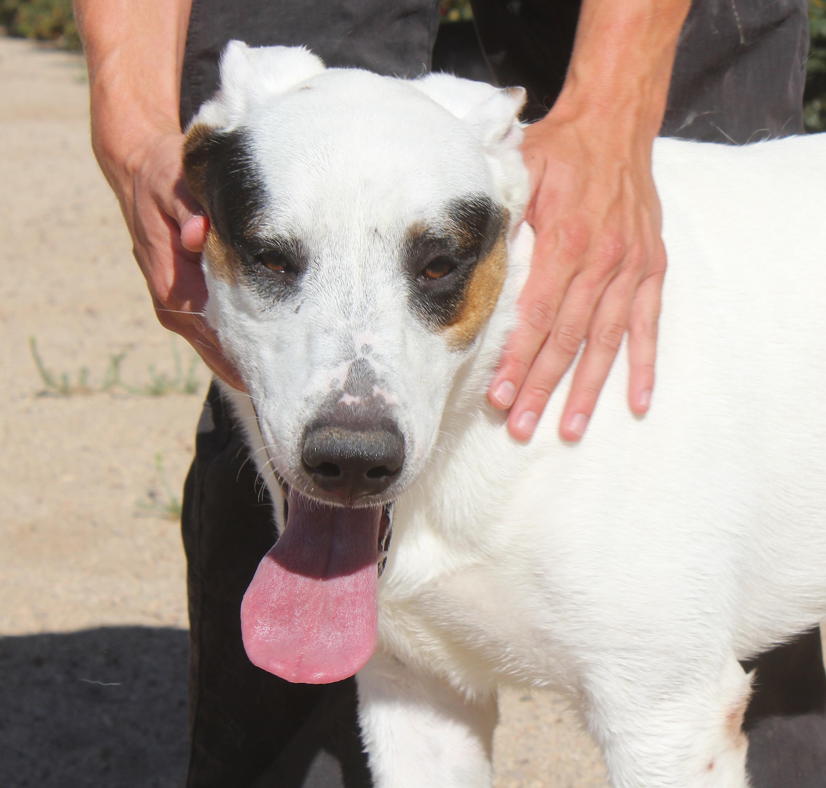 Tom, Adoptable, Young Male Shepherd.