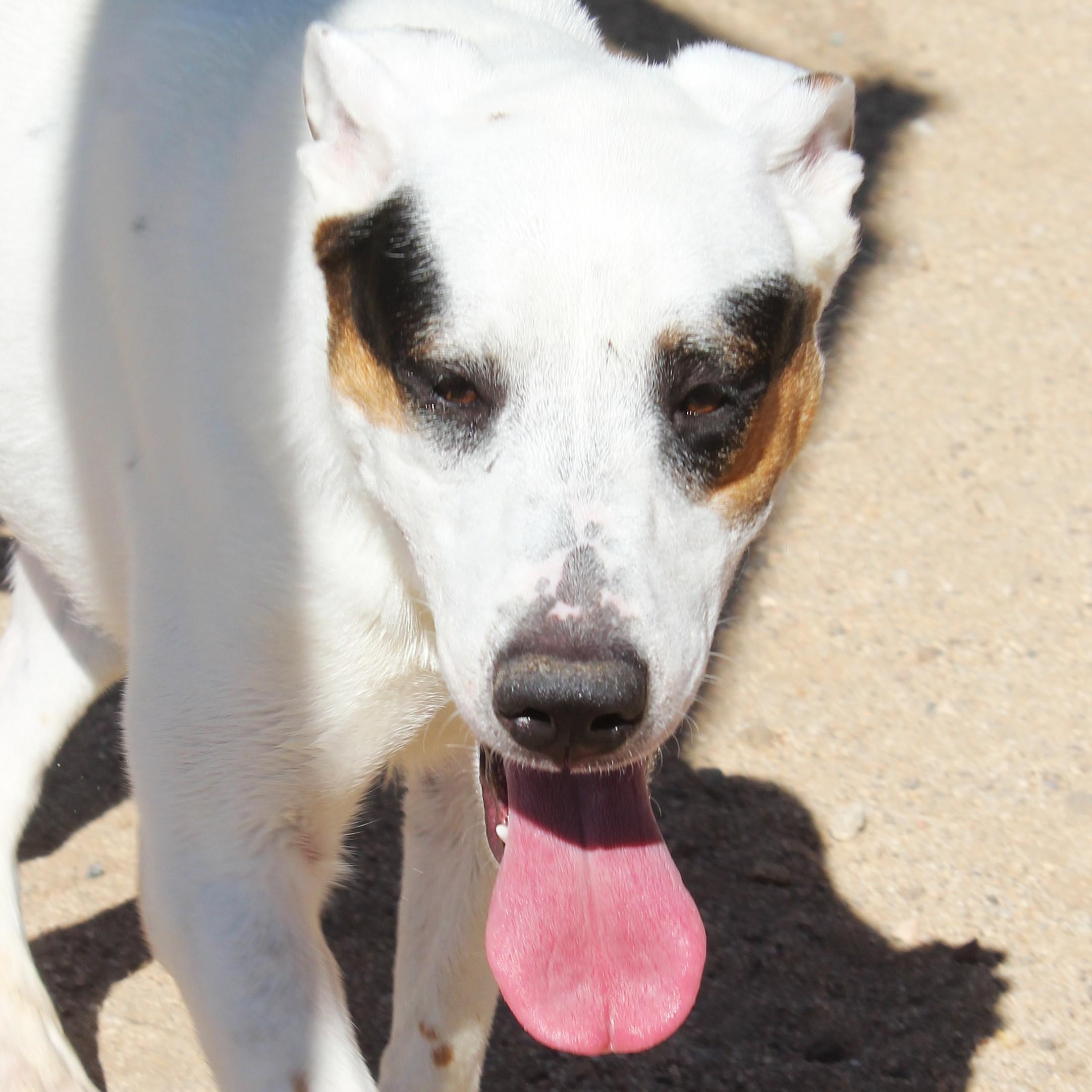 Enlarge Tom, a Adoptable mixed breed in Yucca Valley, CA image 6/6