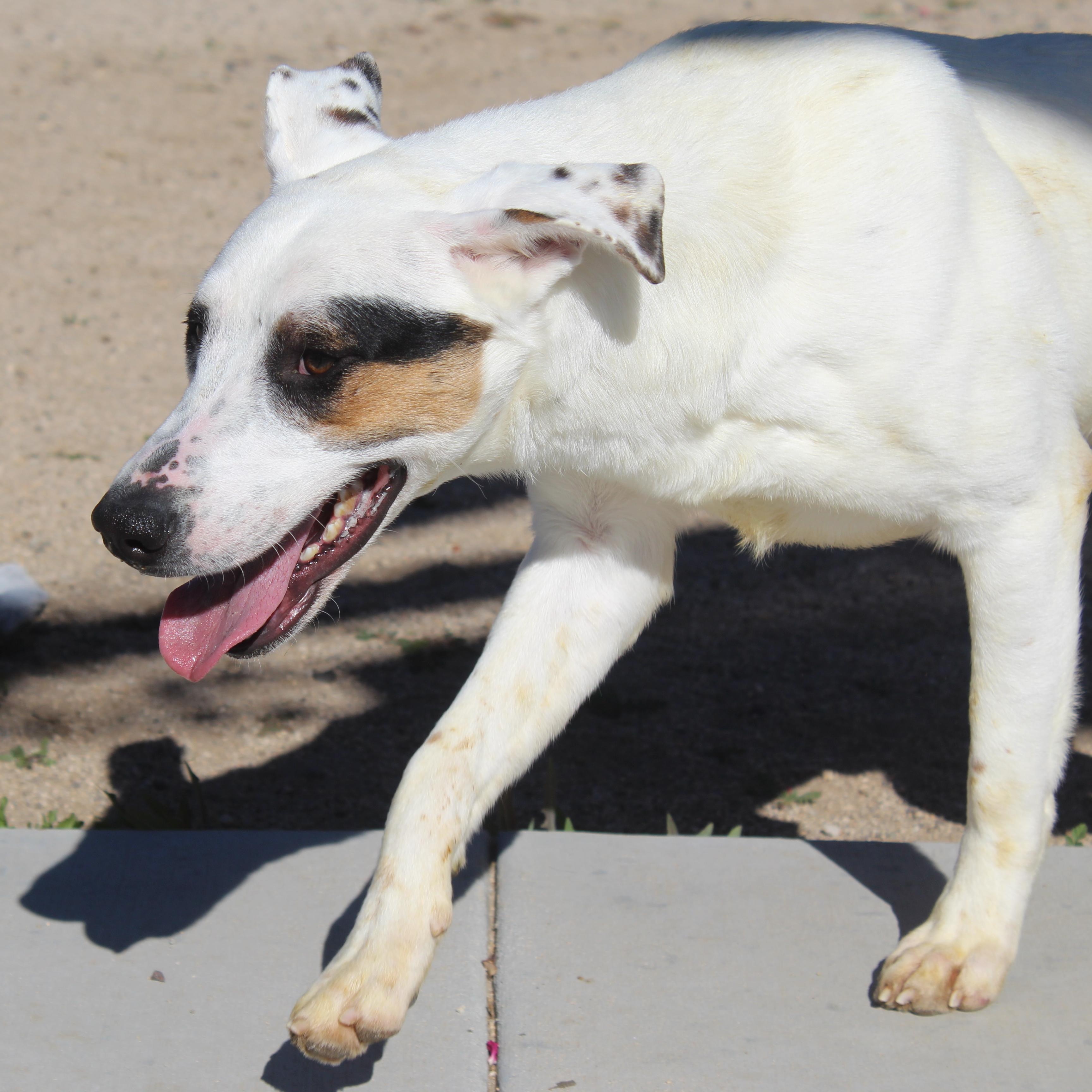 Tom, Adoptable, Young Male Shepherd.