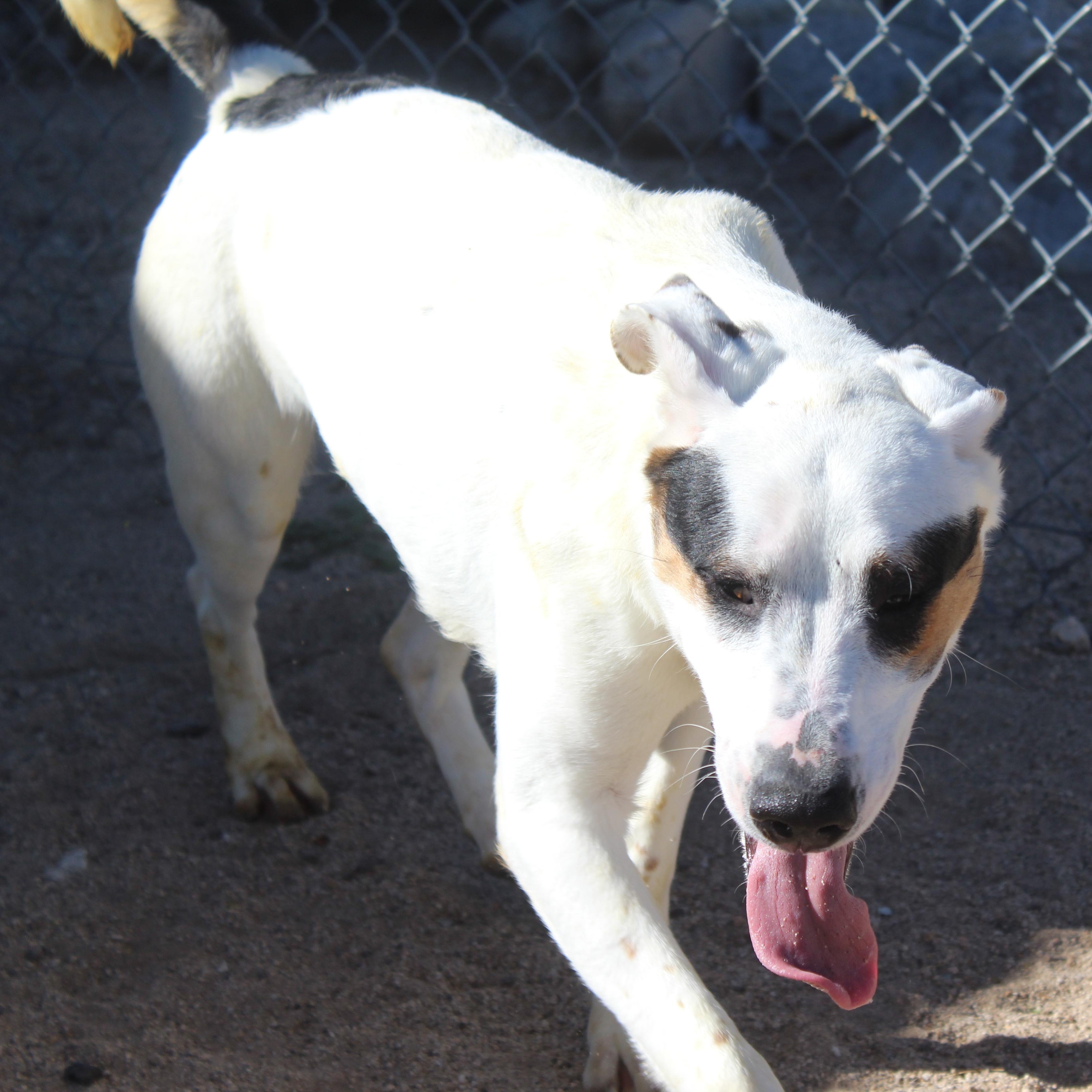 Enlarge Tom, a Adoptable mixed breed in Yucca Valley, CA image 2/2