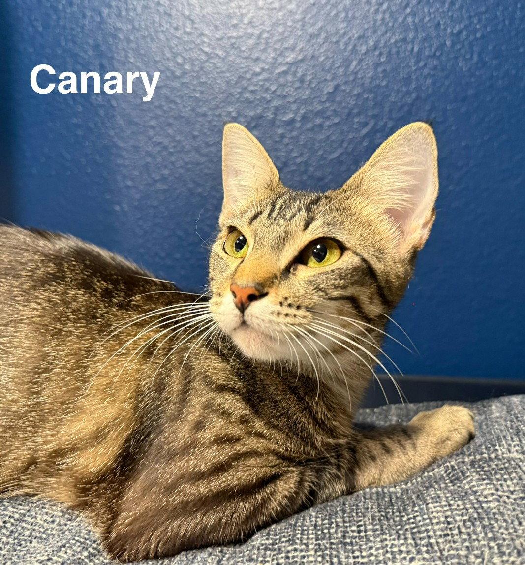 Canary 9.1.25, Adoptable, Adult Female Domestic Short Hair.