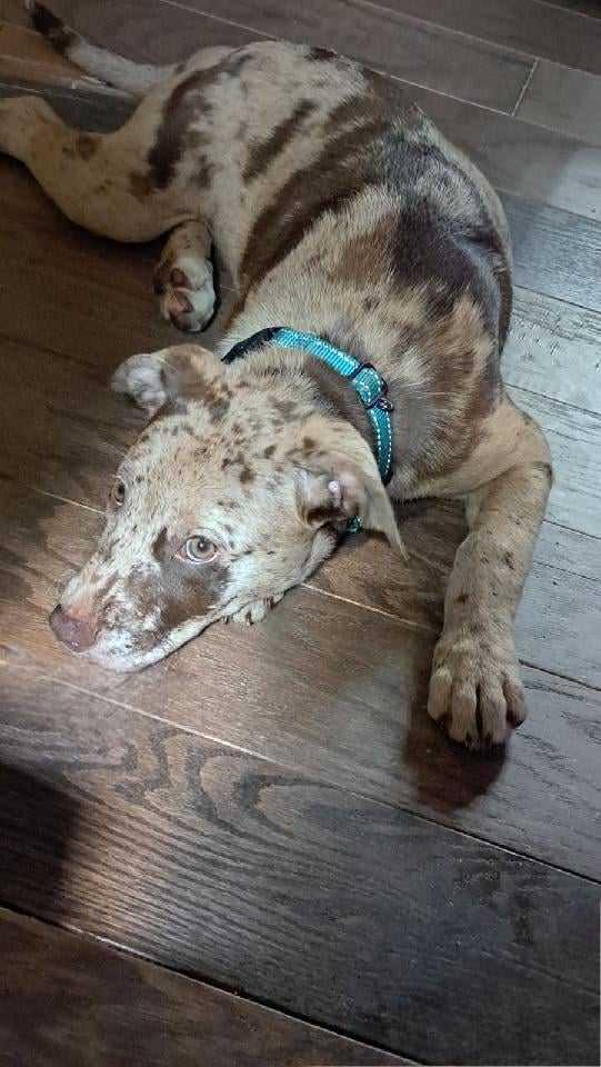 Fern, Adopted, Puppy Female Catahoula Leopard Dog.