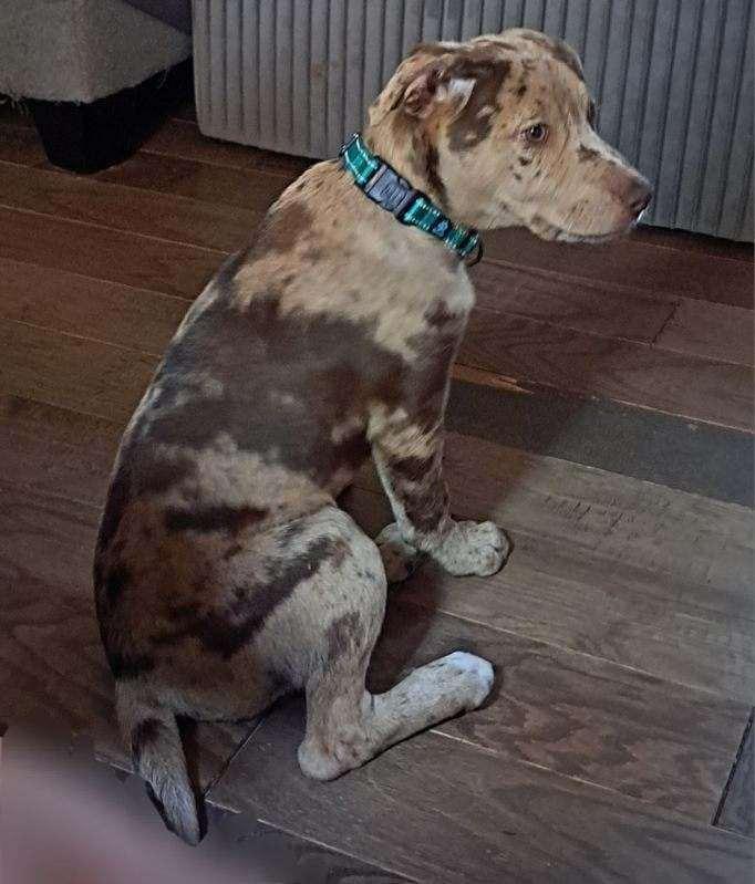 Enlarge Fern, a Adopted Catahoula Leopard Dog in Poland, IN image 2/2