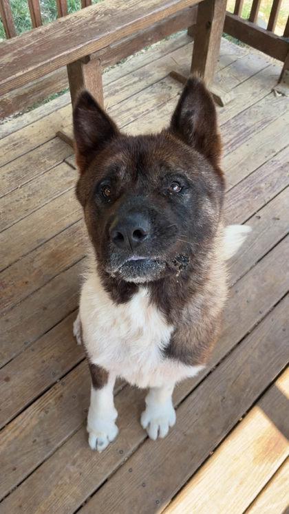 Enlarge 261267  Banana, a Adopted Akita in Wetumpka, AL image 1/3
