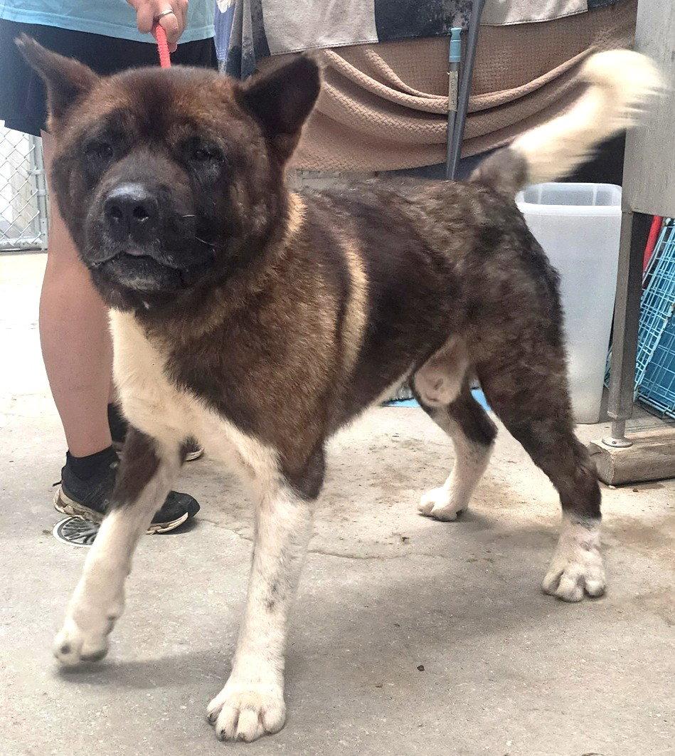 Enlarge 261267  Banana, a Adopted Akita in Wetumpka, AL image 2/3
