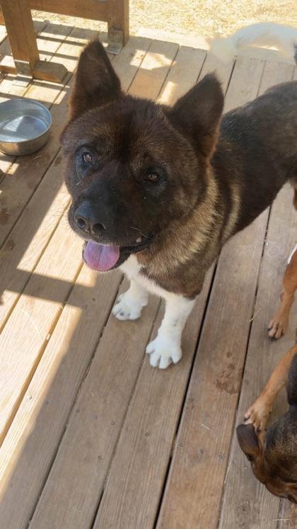 Enlarge 261267  Banana, a Adopted Akita in Wetumpka, AL image 3/3