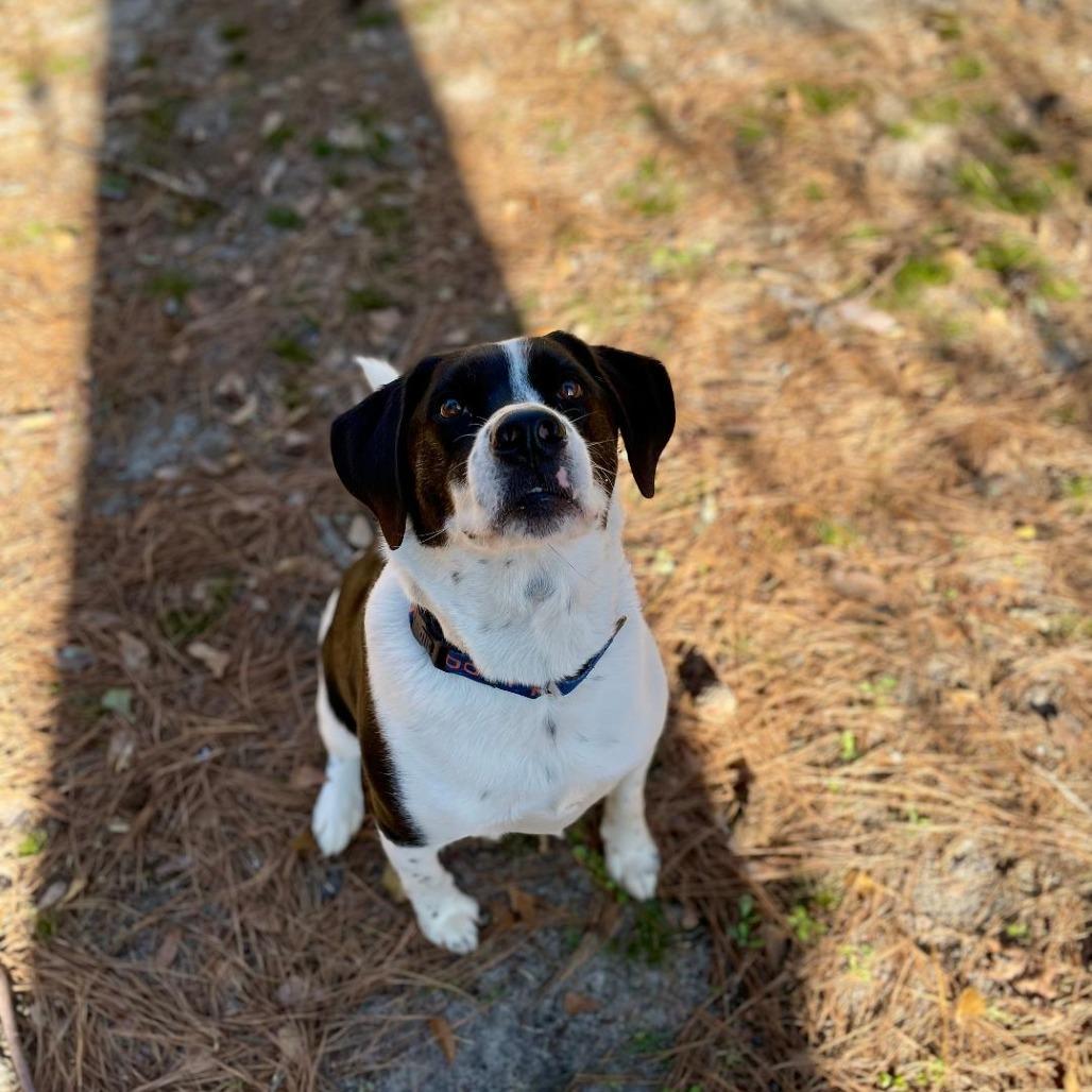 Aldo (FKA Tucker), Adoptable, Adult Male Cattle Dog.