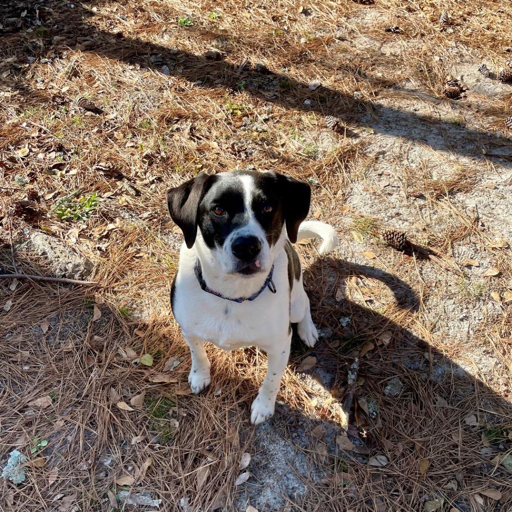 Enlarge Aldo (FKA Tucker), a Adoptable Cattle Dog in North Myrtle Beach, SC image 2/3