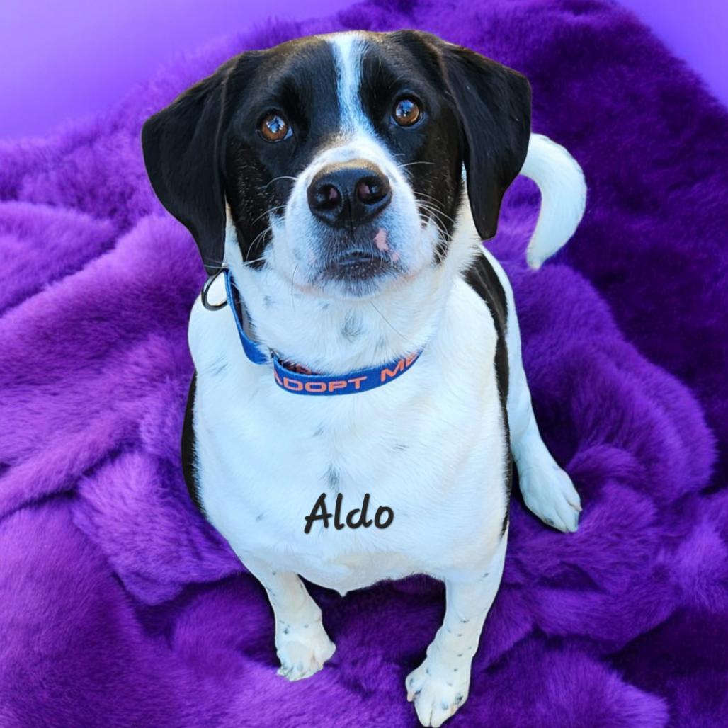 Enlarge Aldo (FKA Tucker), a Adoptable Cattle Dog in North Myrtle Beach, SC image 3/3