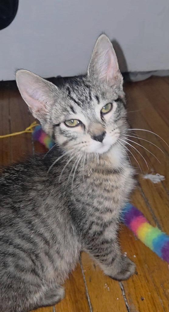 Enlarge Pistachio, a Adoptable Domestic Short Hair in Cloquet, MN image 1/1