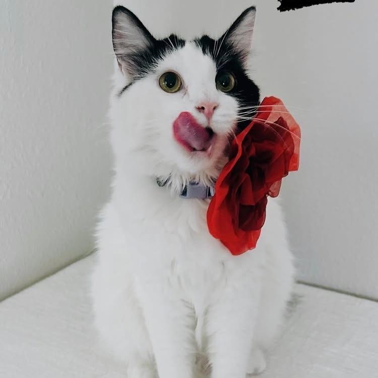 Mina, Adoptable, Young Female Domestic Long Hair.