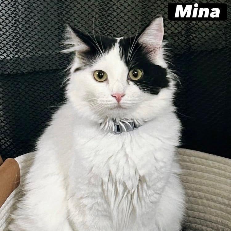 Enlarge Mina, a Adoptable Domestic Long Hair in Los Angeles, CA image 2/5