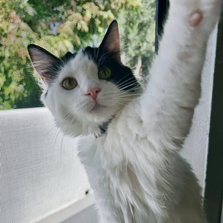 Enlarge Mina, a Adoptable Domestic Long Hair in Los Angeles, CA image 3/5