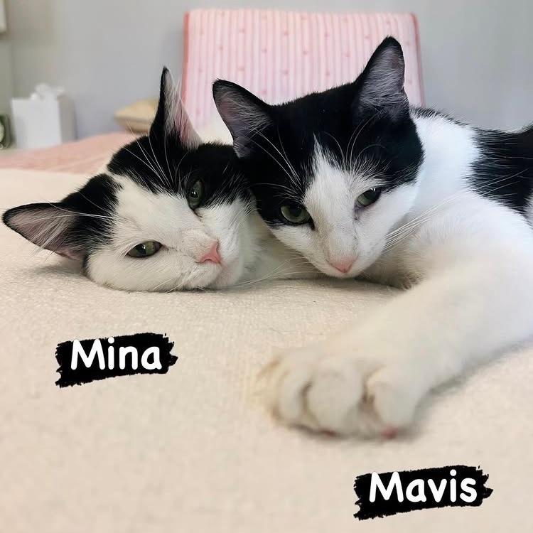 Enlarge Mina, a Adoptable Domestic Long Hair in Los Angeles, CA image 4/5