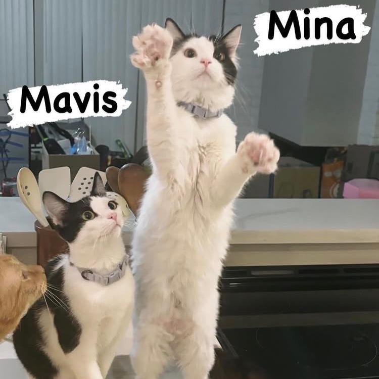 Enlarge Mina, a Adoptable Domestic Long Hair in Los Angeles, CA image 5/5