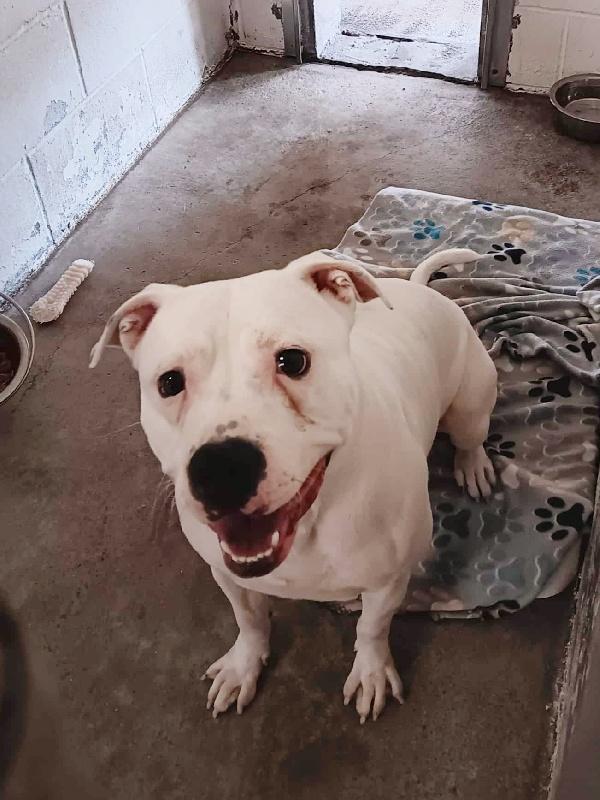 MARSHMALLOW, Adoptable, Adult Male American Staffordshire Terrier.