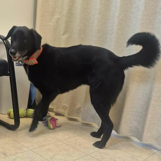 Rocky, an adopted mixed breed in Bluffton, IN image 2/3