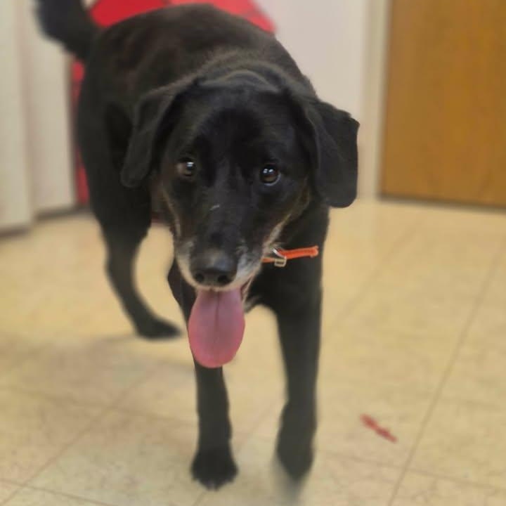 Rocky, adopted, Senior Male Black Labrador Retriever.