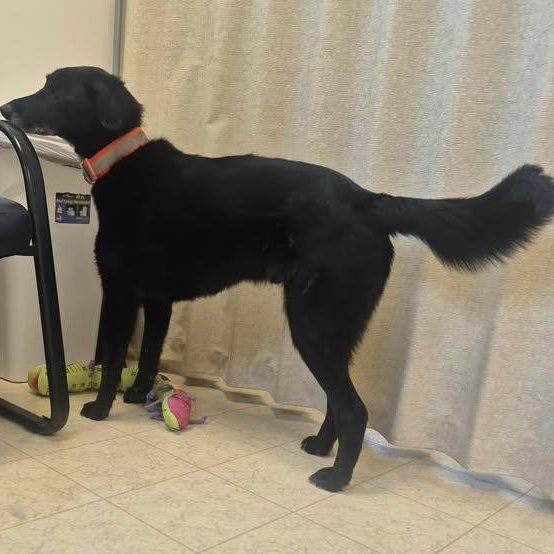 Rocky, an adopted mixed breed in Bluffton, IN image 3/3