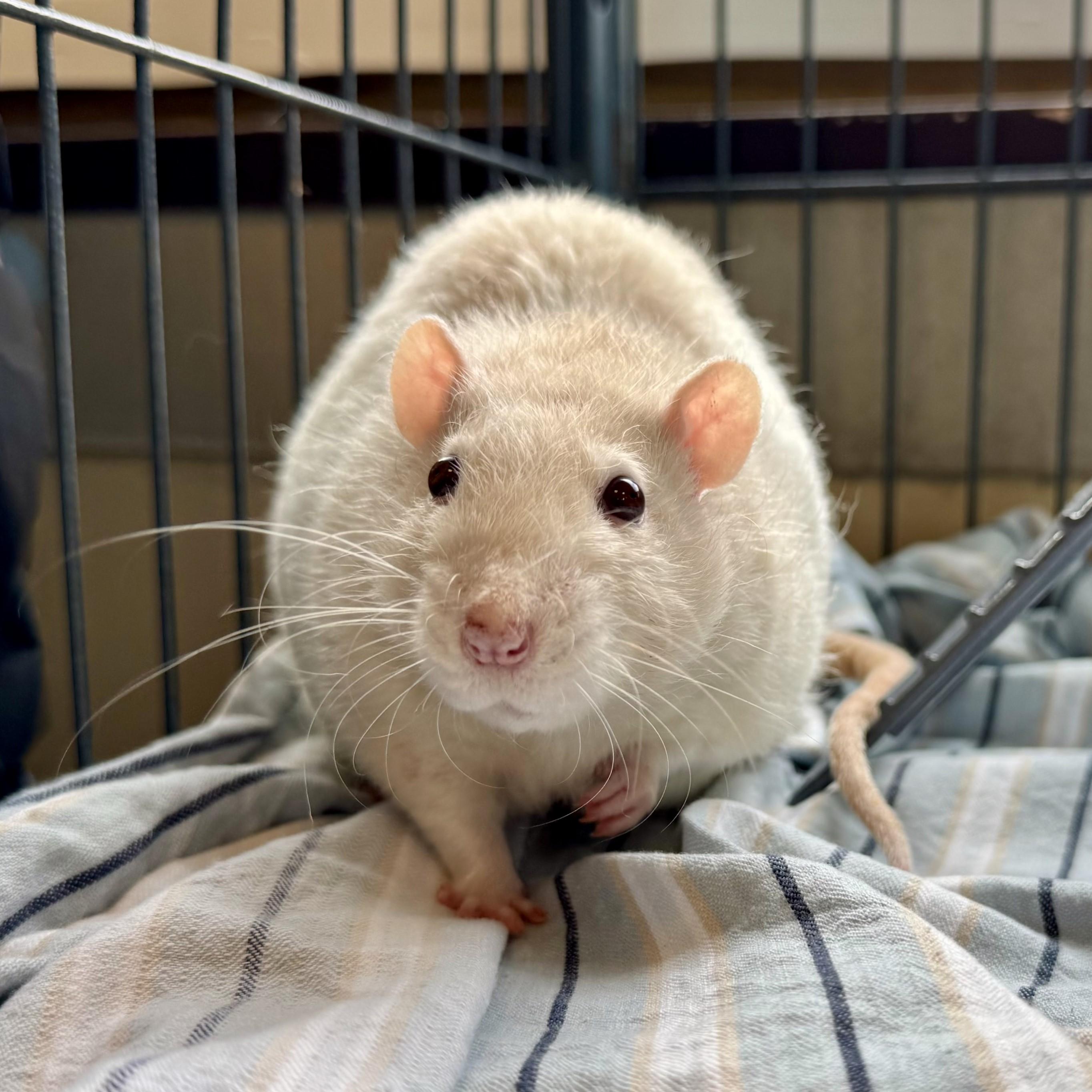 Ratthew Modine, Adult Male unknown