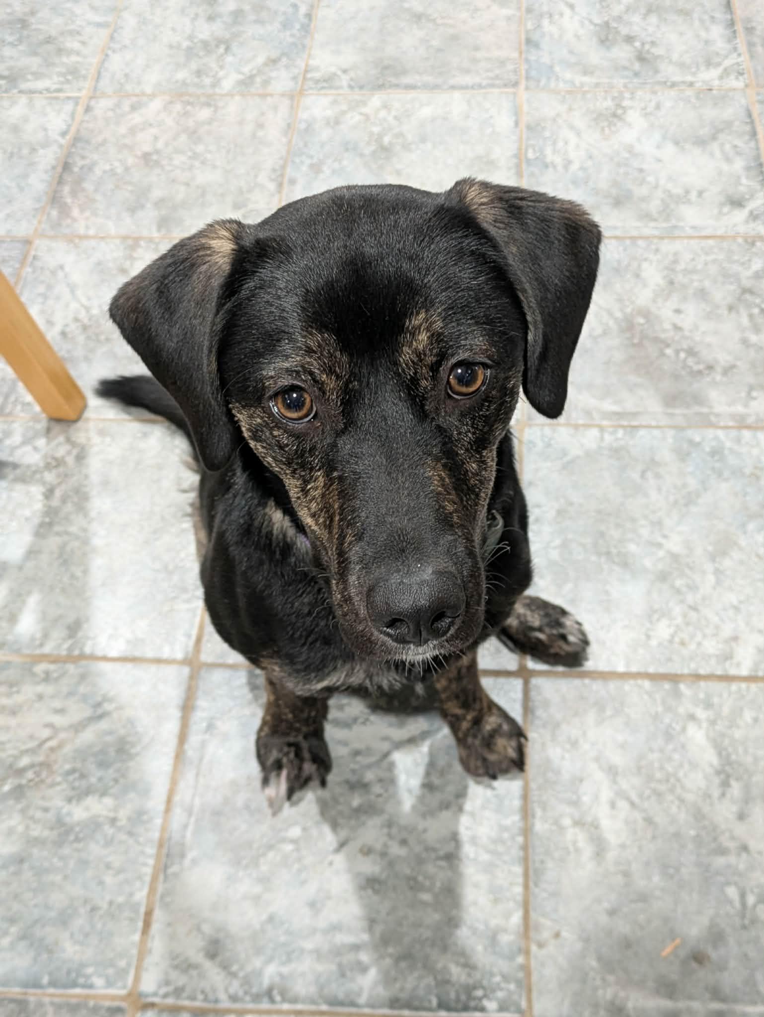 Tilly, a ADOPTABLE Mixed Breed in Conesus, NY image 2/4