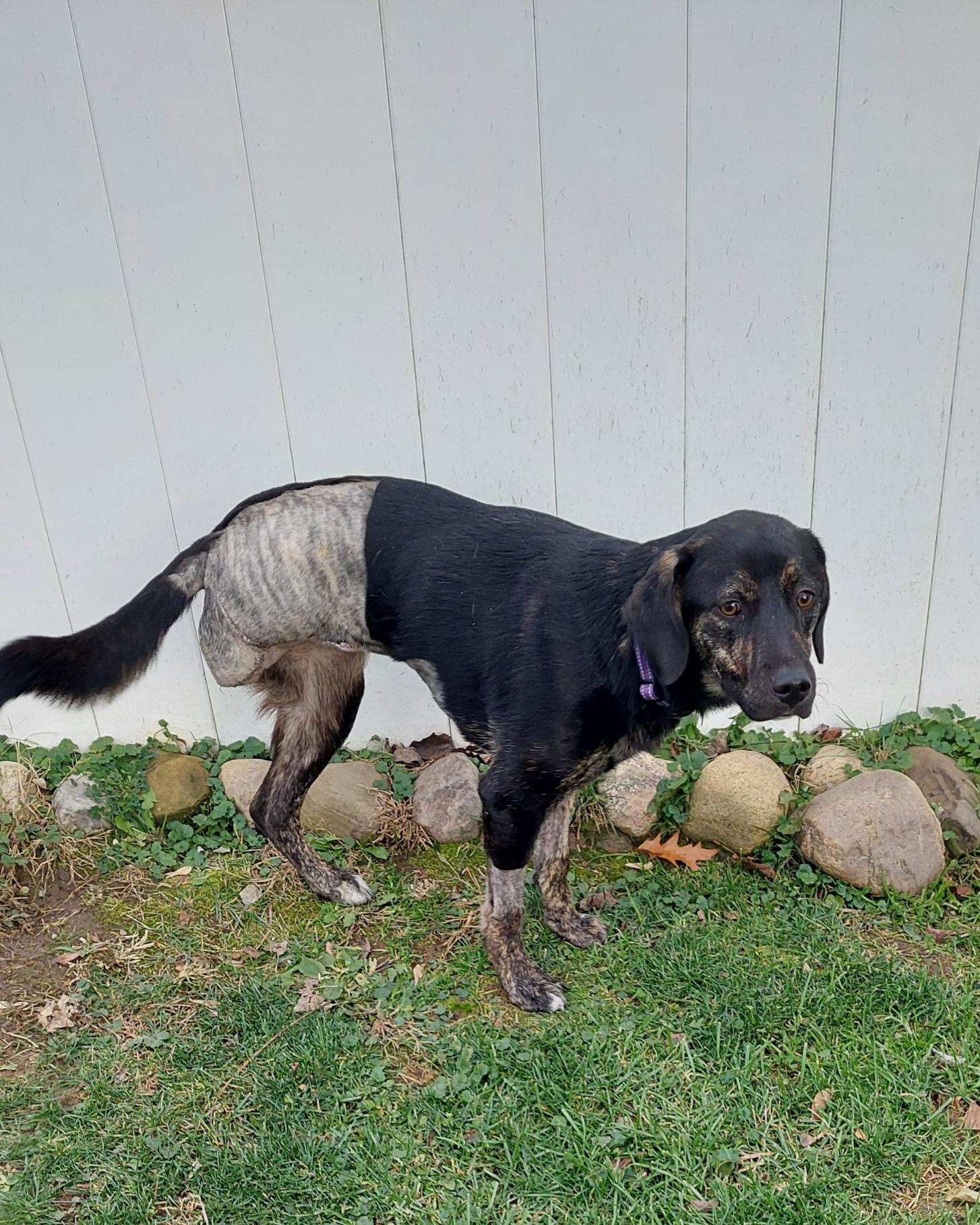 Tilly, a ADOPTABLE Mixed Breed in Conesus, NY image 3/4