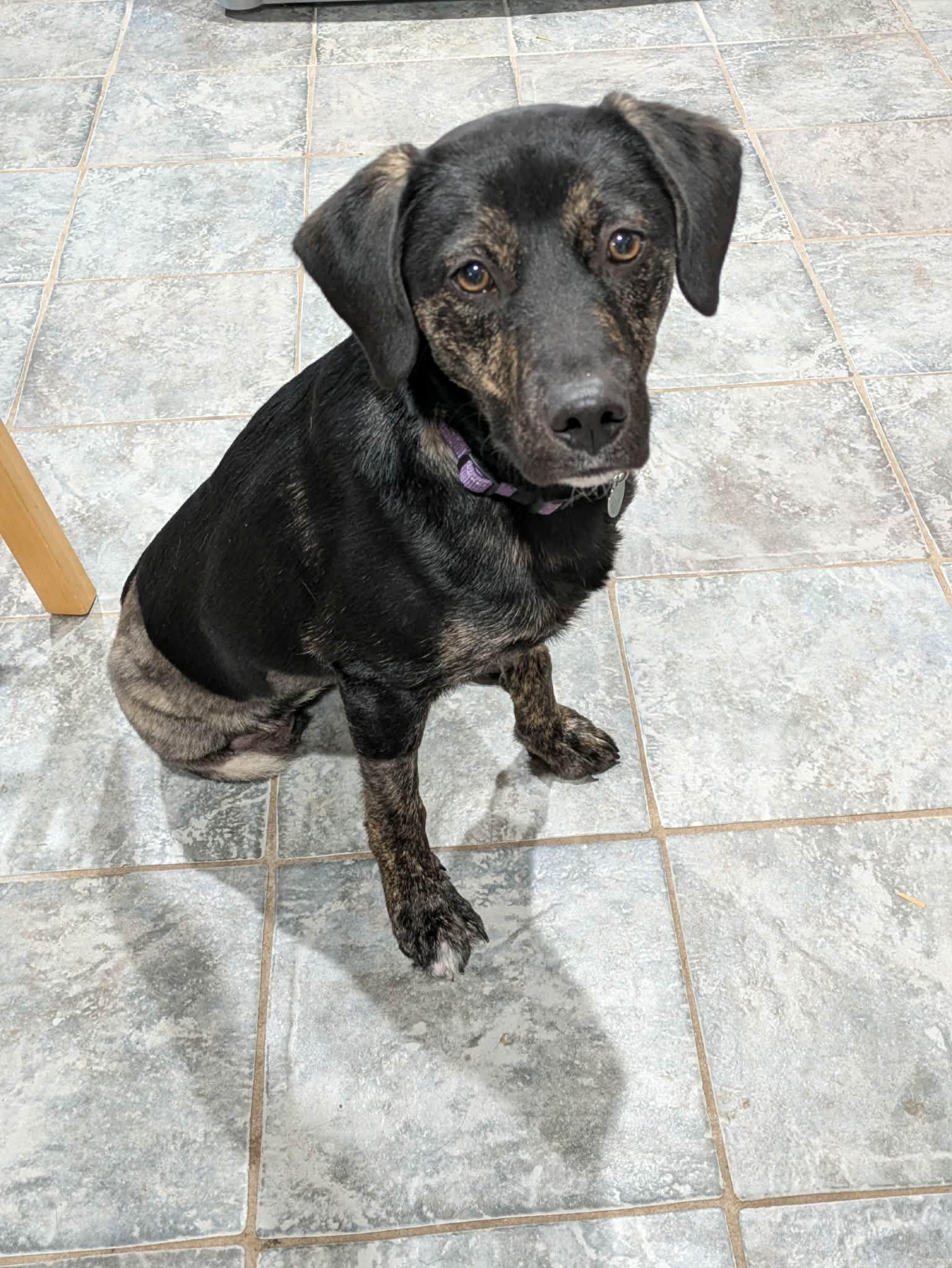 Tilly, ADOPTABLE, Young Female Mixed Breed.