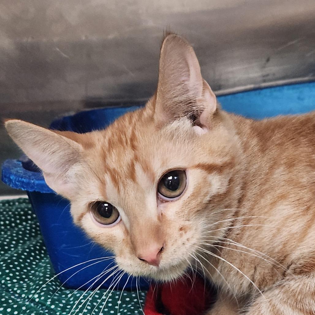 Sheriff Cooper K45817, Adoptable, Young Male Domestic Medium Hair.