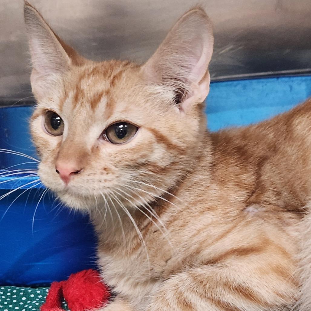 Enlarge Sheriff Cooper K45817, a Adoptable Domestic Medium Hair in Corsicana, TX image 2/4