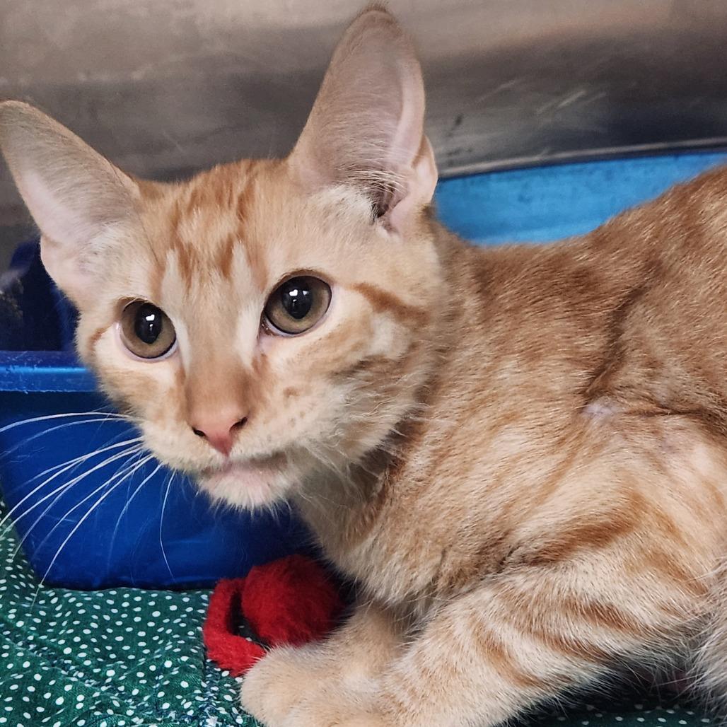 Enlarge Sheriff Cooper K45817, a Adoptable Domestic Medium Hair in Corsicana, TX image 3/4