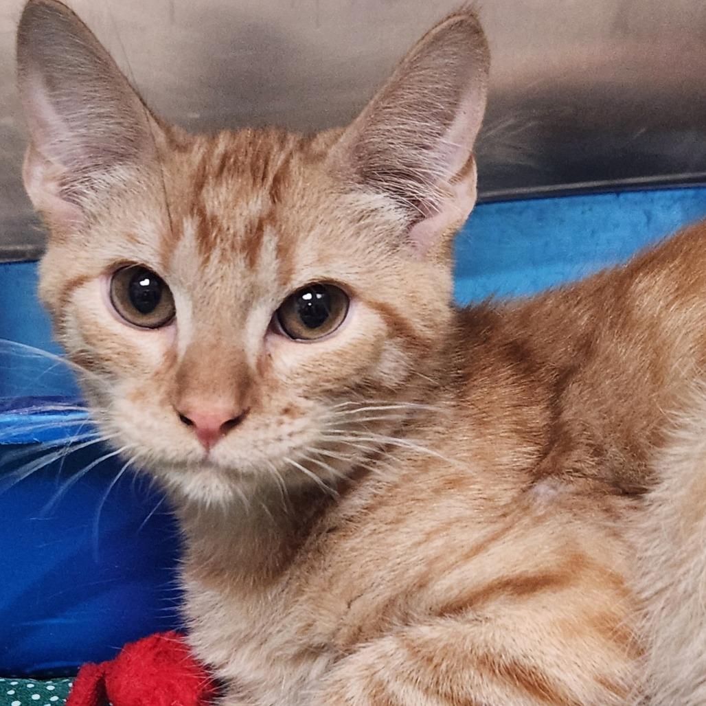 Enlarge Sheriff Cooper K45817, a Adoptable Domestic Medium Hair in Corsicana, TX image 4/4