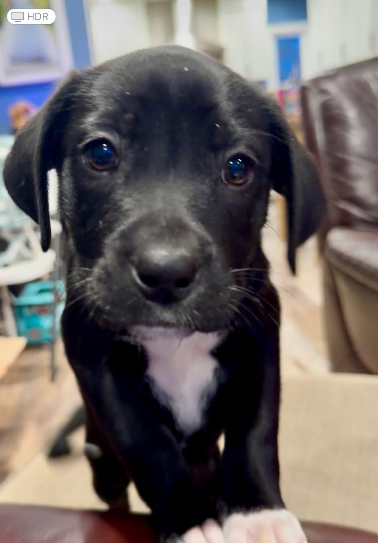 Prudence, adopted, Puppy Female Labrador Retriever.