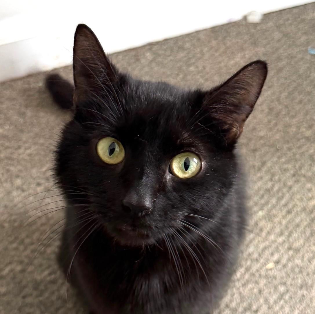 Opal, adopted, Young Female Domestic Short Hair.