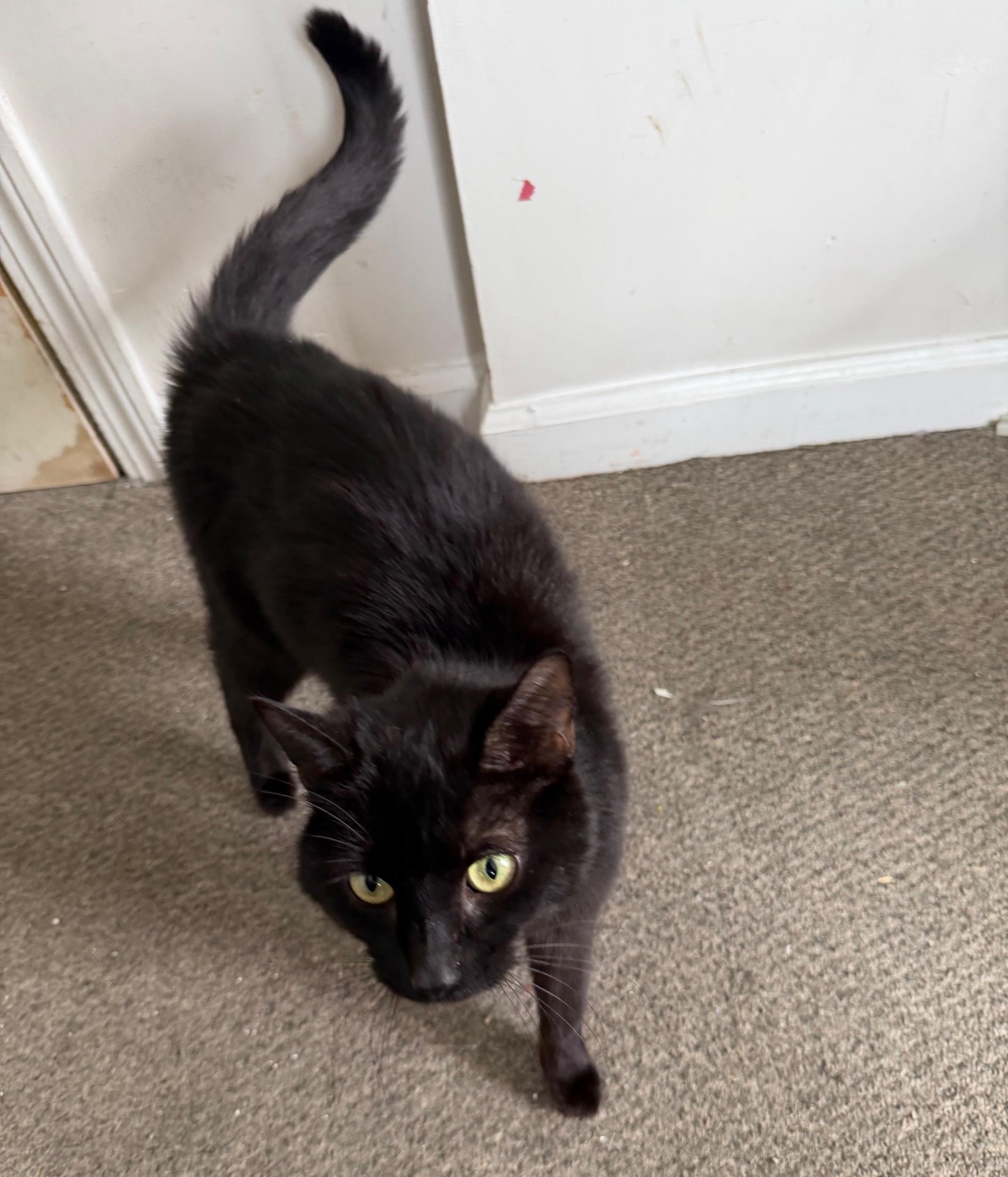 Opal, an adopted mixed breed in Bridgeport, CT image 2/3