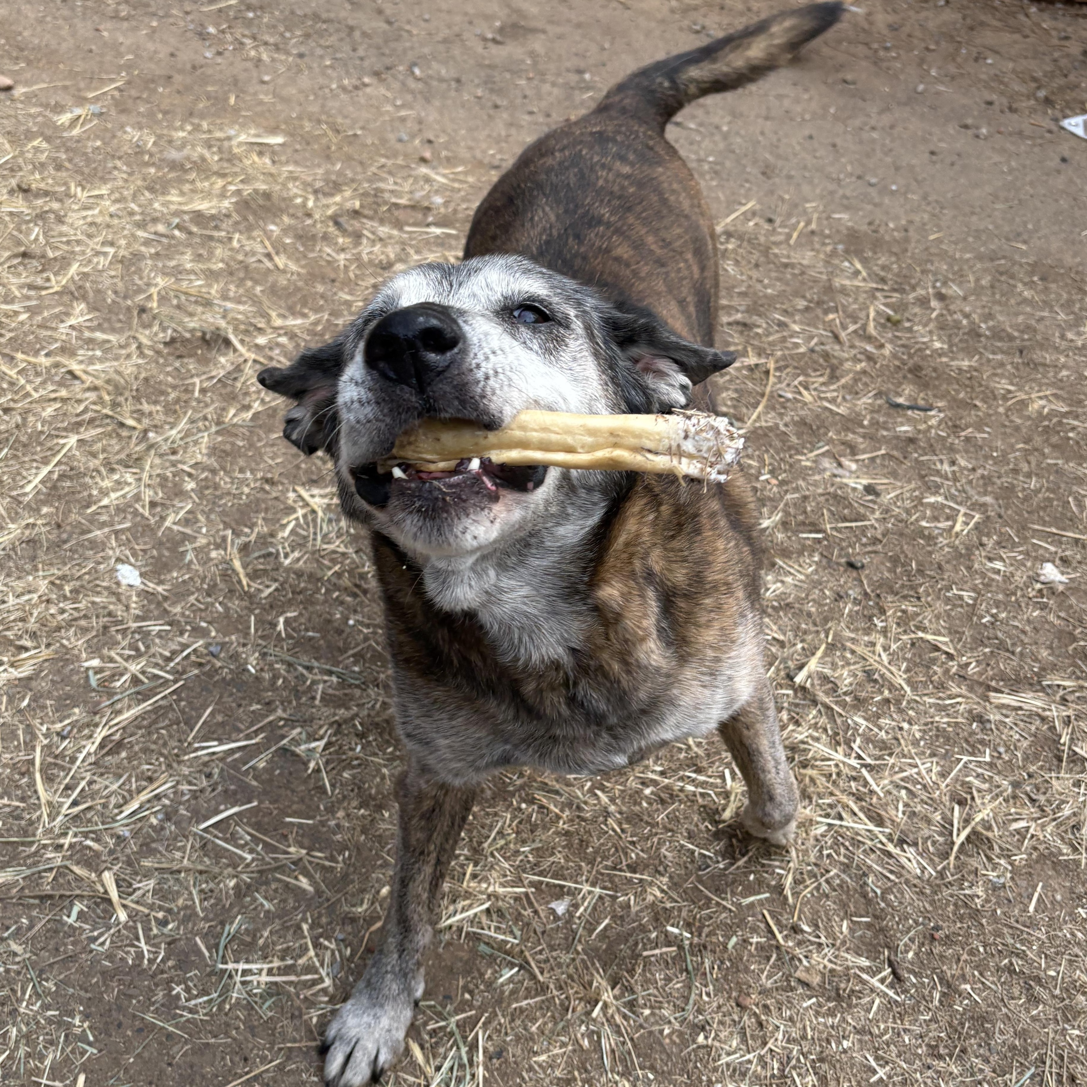 Enlarge Fiona, a Adoptable mixed breed in Oakland, CA image 5/6