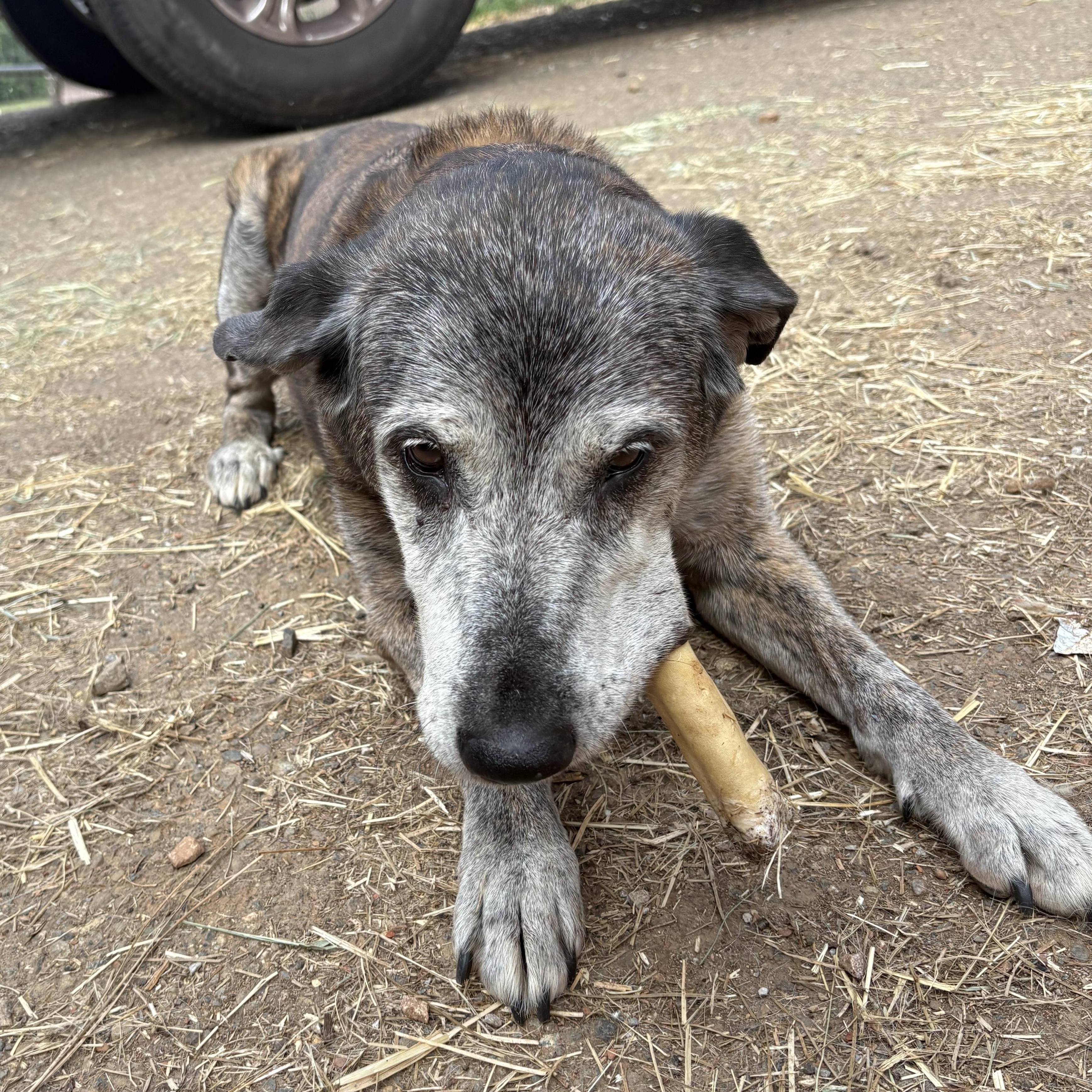 Enlarge Fiona, a Adoptable mixed breed in Oakland, CA image 6/6