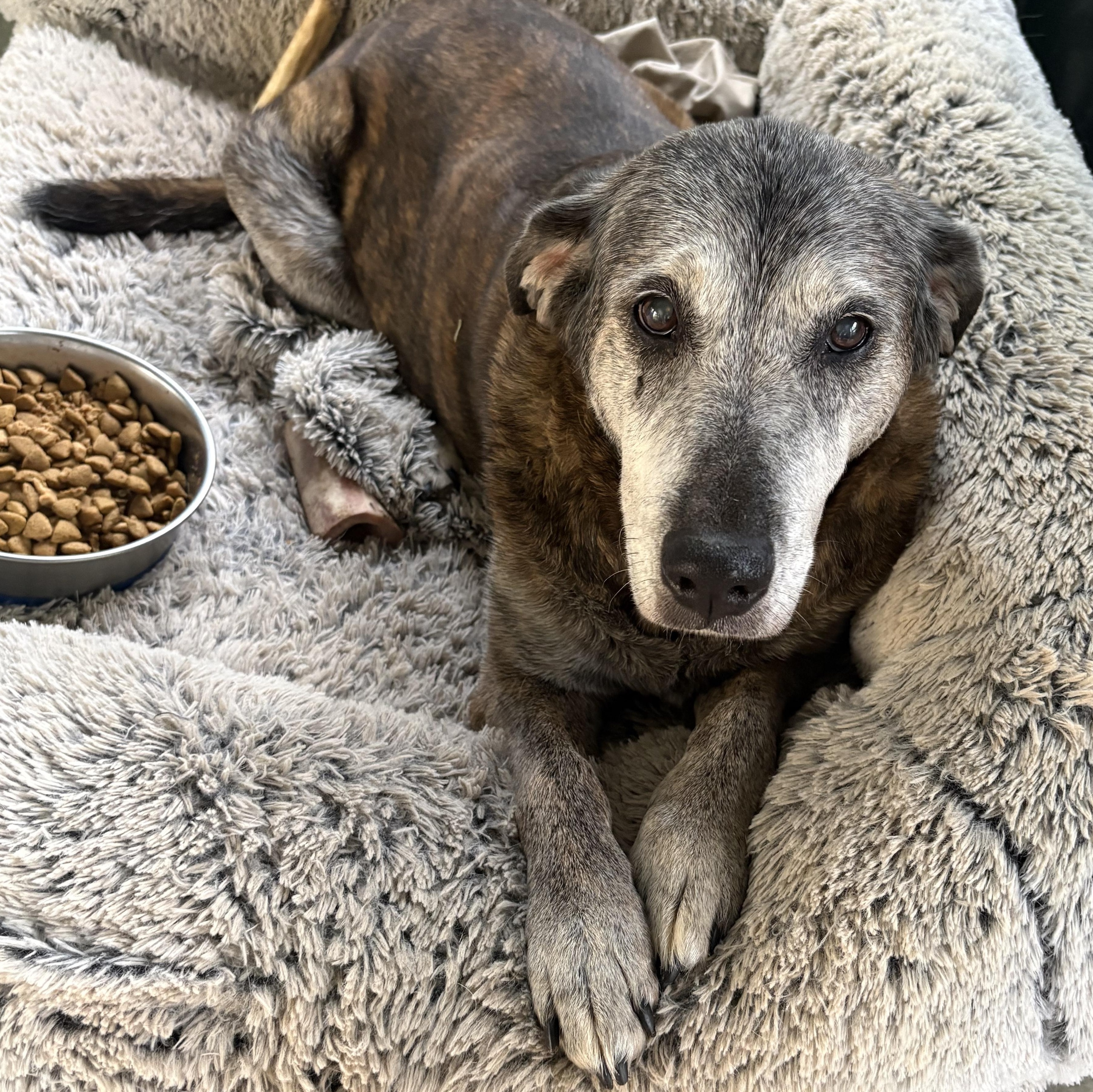 Enlarge Fiona, a Adoptable mixed breed in Oakland, CA image 1/6