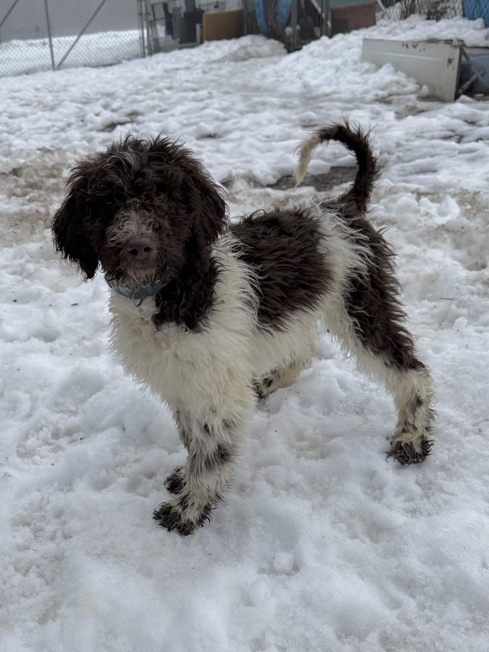 Enlarge Pluto, a Adoptable Standard Poodle in Exeter, RI image 3/4