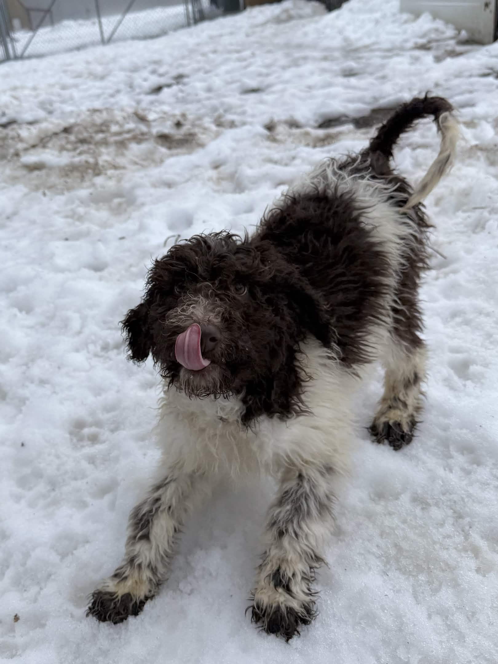 Enlarge Pluto, a Adoptable Standard Poodle in Exeter, RI image 2/4