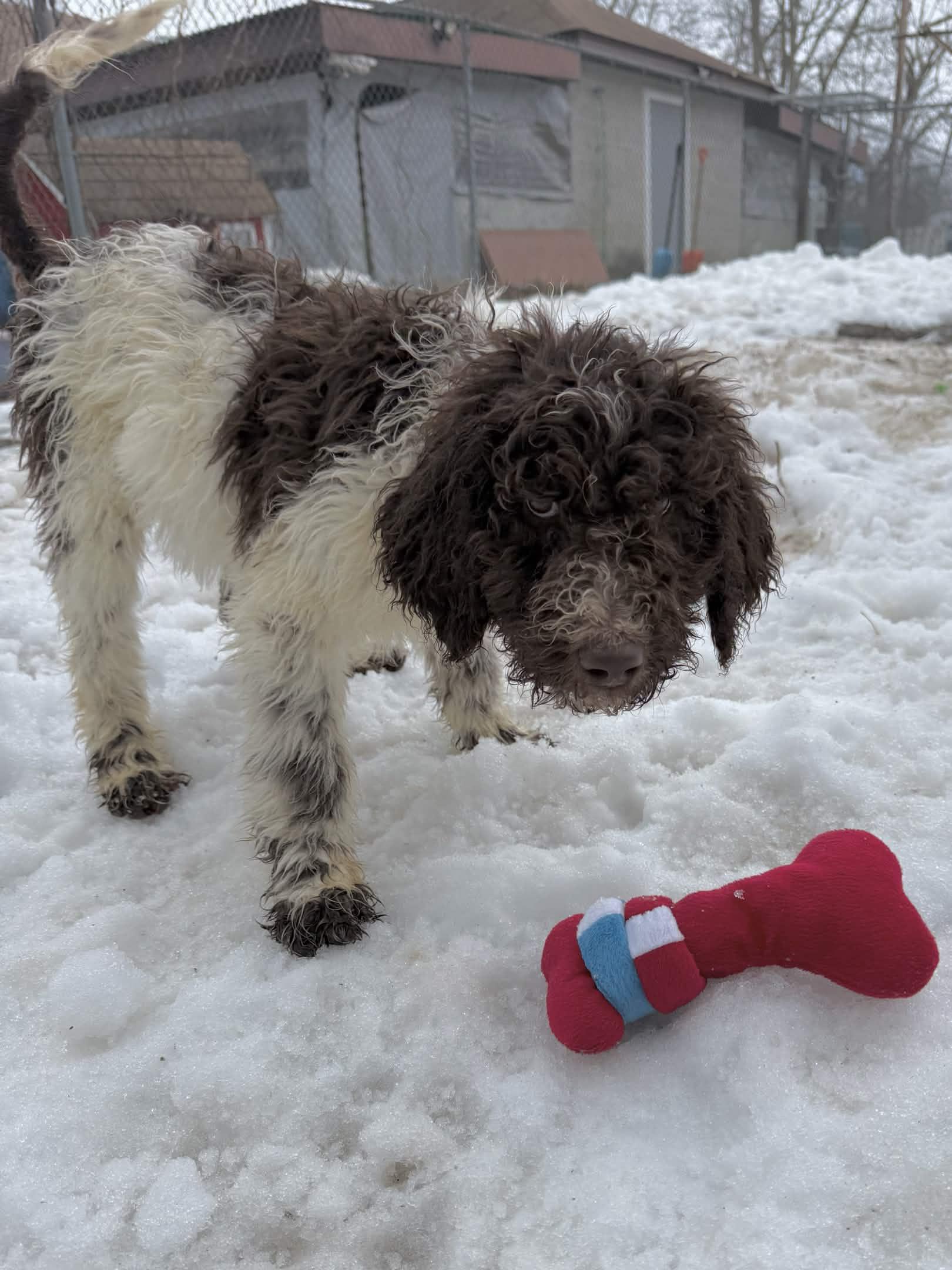 Enlarge Pluto, a Adoptable Standard Poodle in Exeter, RI image 4/4