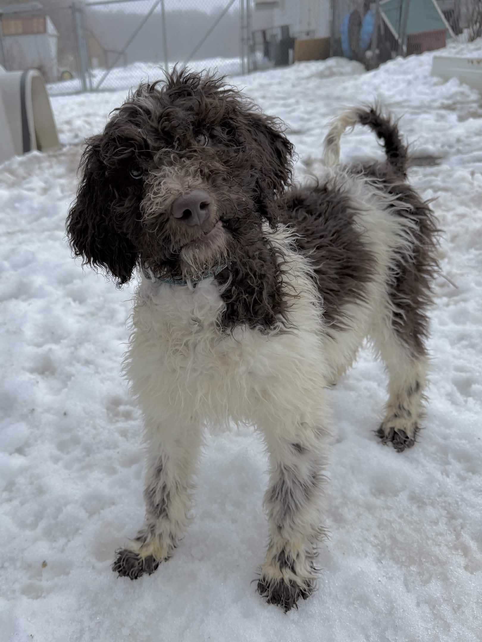 Enlarge Pluto, a Adoptable Standard Poodle in Exeter, RI image 1/4