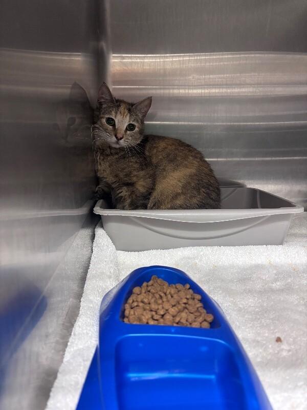 Enlarge Amethyst, a Adoptable Domestic Short Hair in Burgaw, NC image 1/1