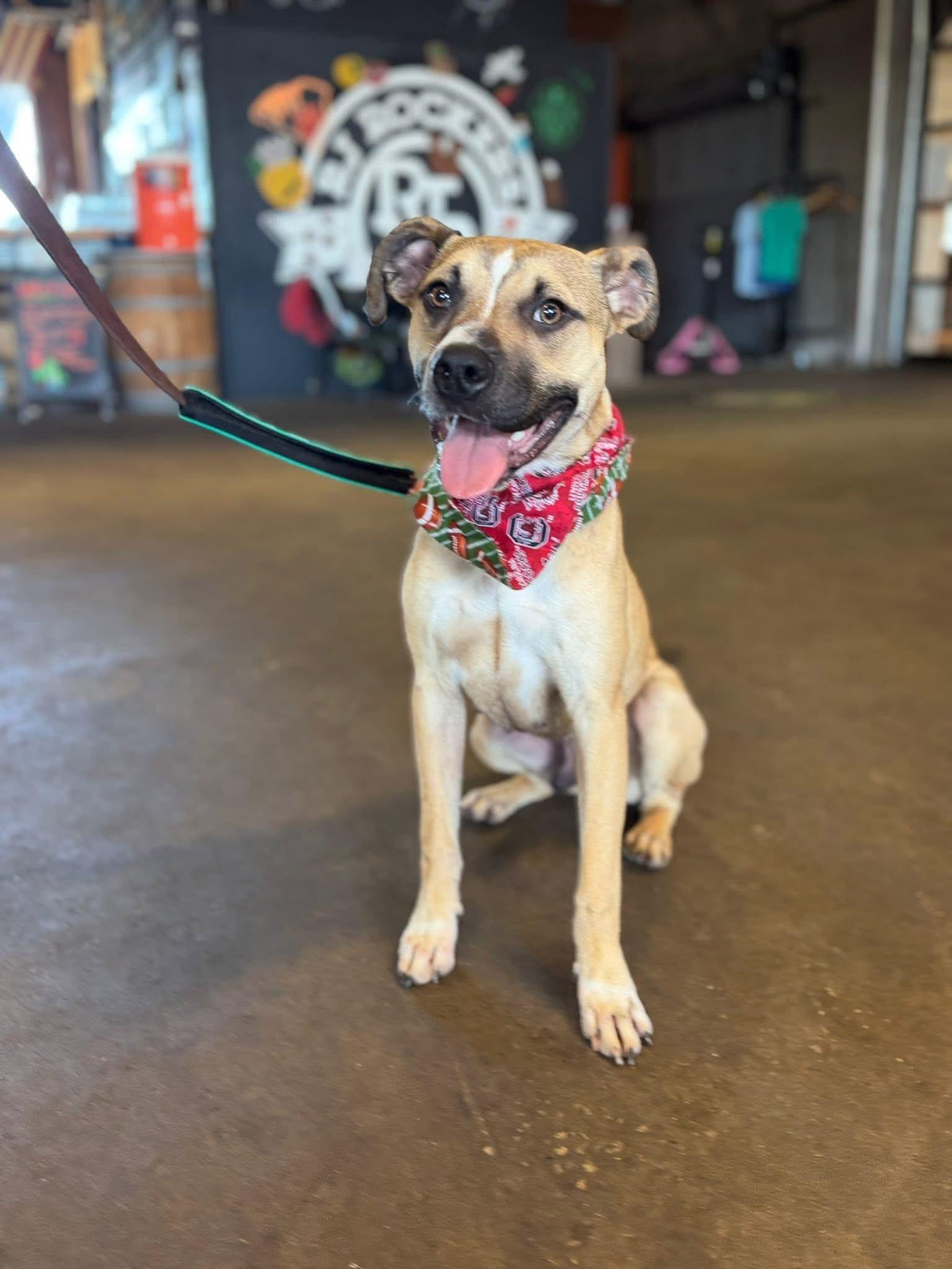Acorn, Adoptable, Young Male Terrier.