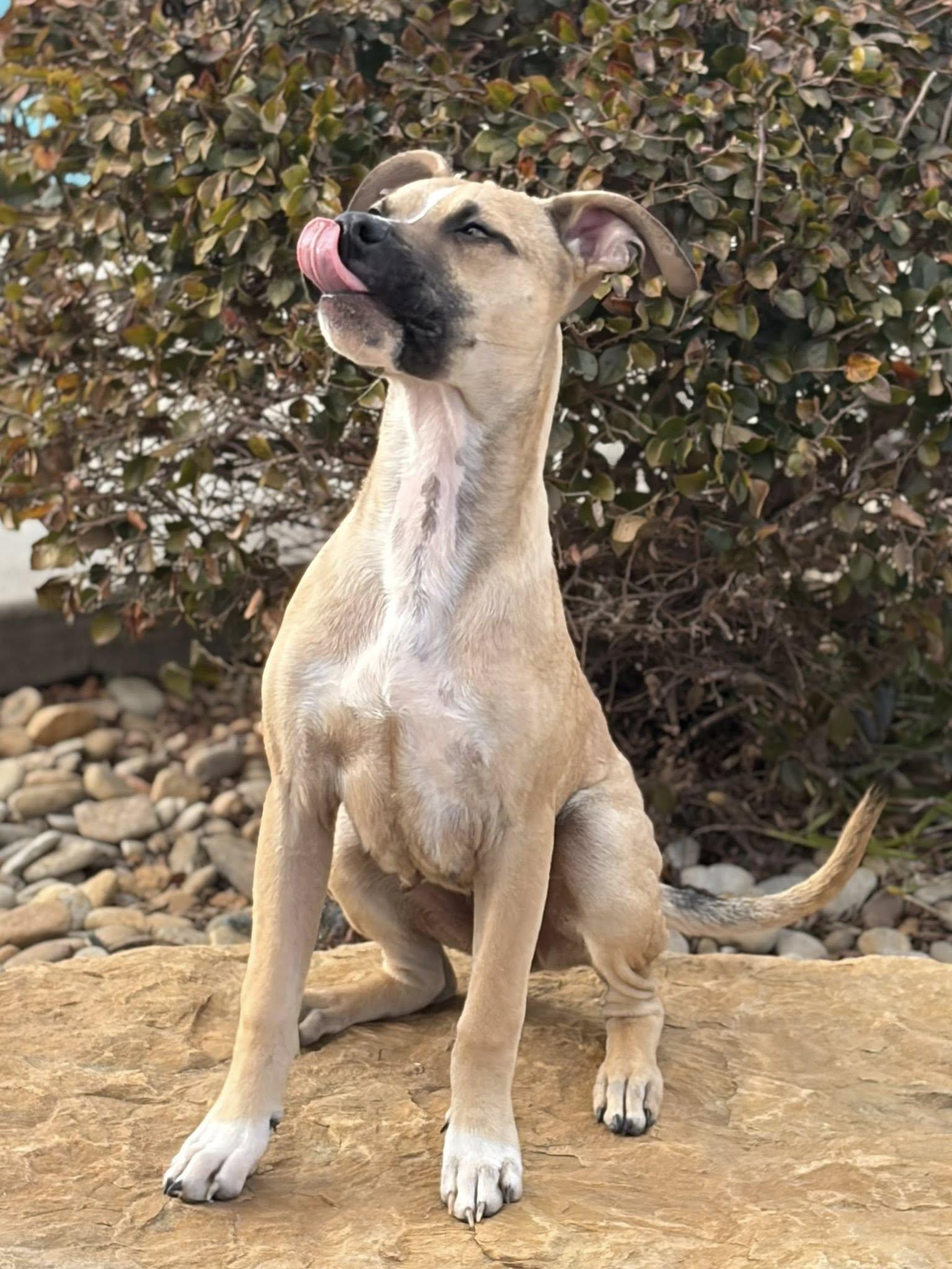 Acorn, Adoptable, Young Male Terrier.