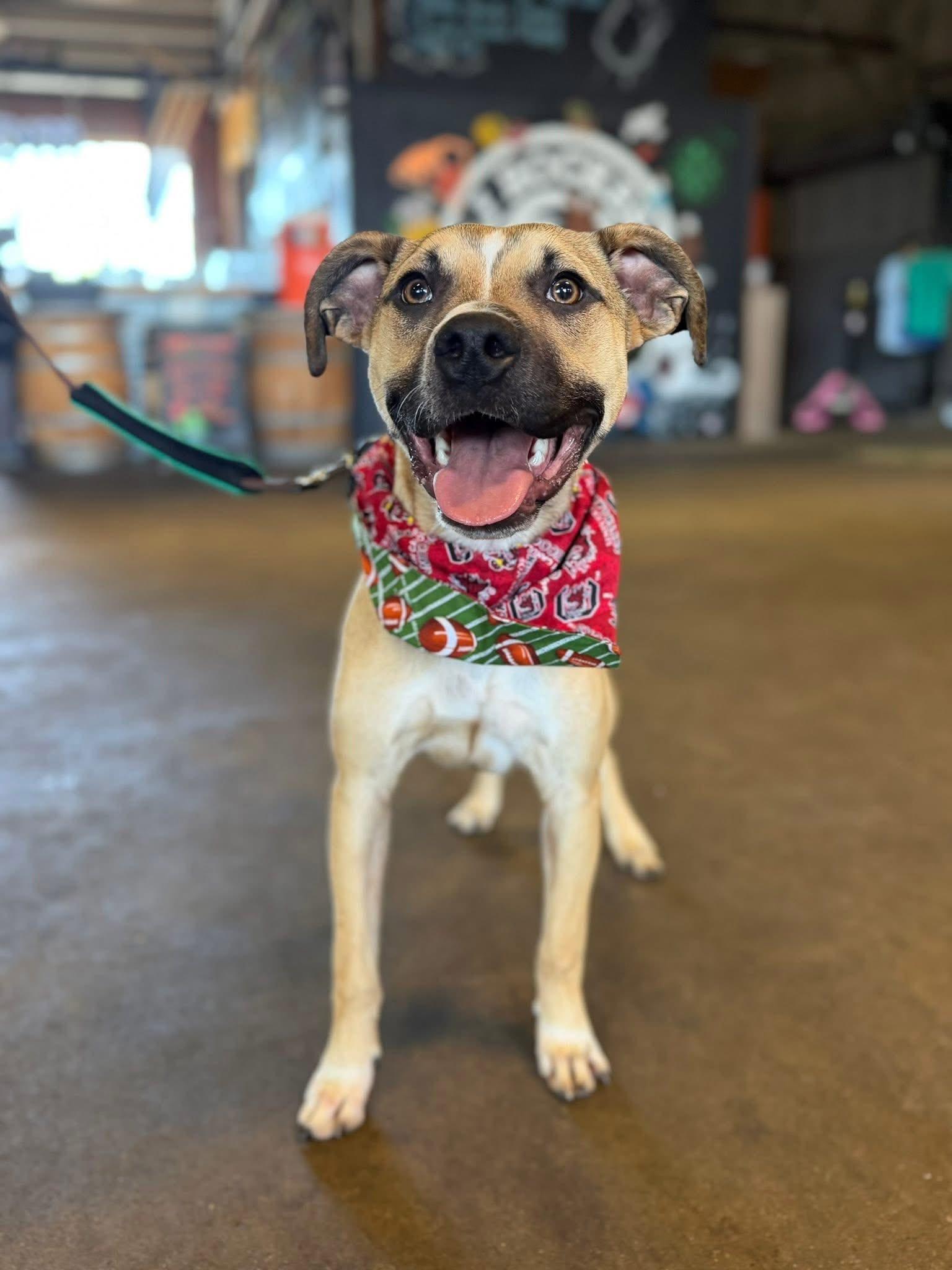 Acorn, a Adoptable Terrier in Greenville, SC image 2/3